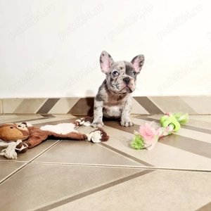 Bulldog Francez Merle - imagine 4