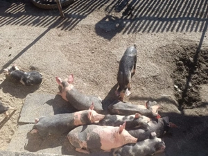 Purcei de vânzare  - imagine 3