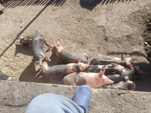 Purcei de vânzare  - imagine 4