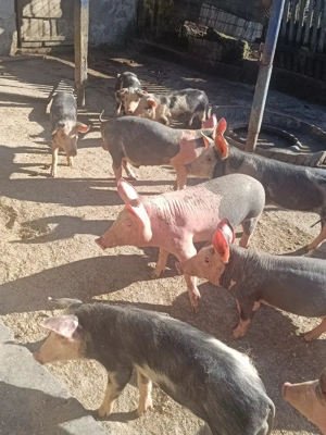 Purcei de vânzare  - imagine 5