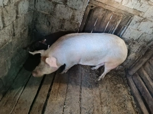 Porc si soldani marele alb