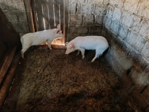 Porc si soldani marele alb - imagine 2