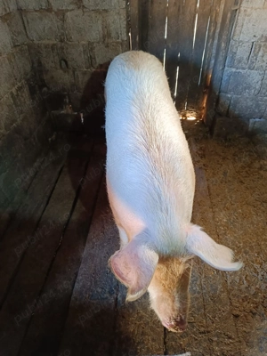 Porc si soldani marele alb - imagine 3