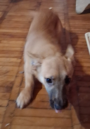 Donez catei - imagine 2