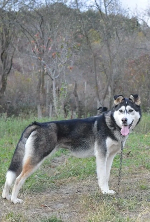 Metis Husky pentru adopție