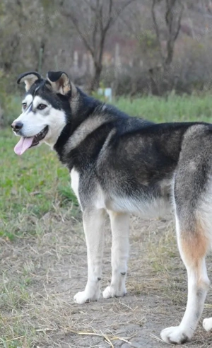 Metis Husky pentru adopție - imagine 2