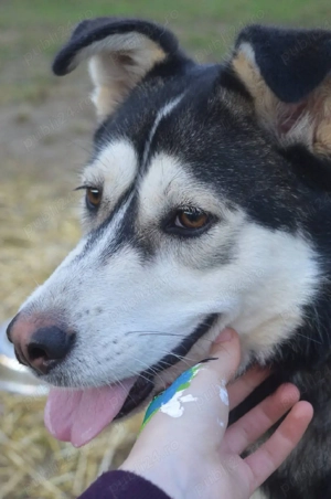 Metis Husky pentru adopție - imagine 4