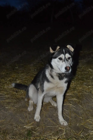 Metis Husky pentru adopție - imagine 3