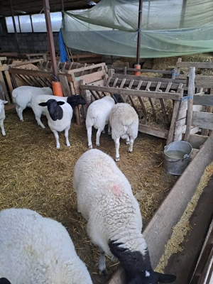 berbecuti si melute dorper - imagine 2