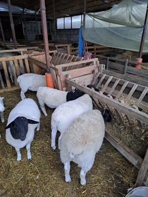 berbecuti si melute dorper - imagine 4