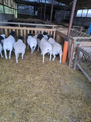 berbecuti si melute dorper - imagine 5