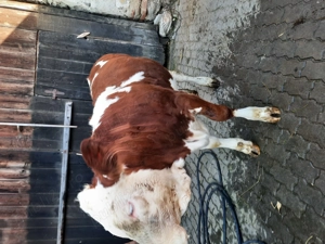 Vitea de vânzare! - imagine 5