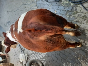 Vitea de vânzare! - imagine 3