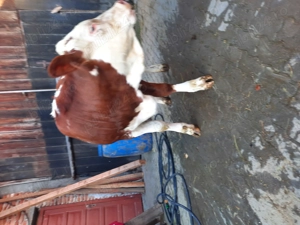 Vitea de vânzare! - imagine 2