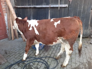 Vitea de vânzare! - imagine 4