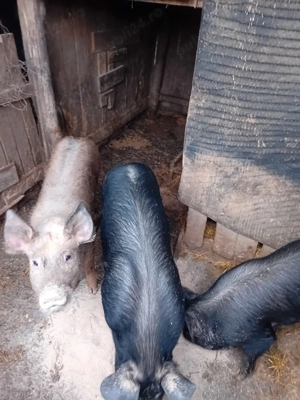 Vanzare rog seriozitate negociabil la fata locului culoare rosu cu pete negre