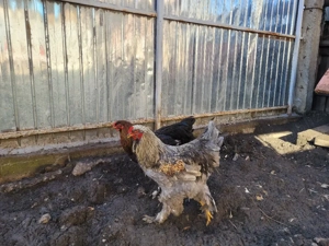 Vând cocoș Brahma albastru - imagine 3