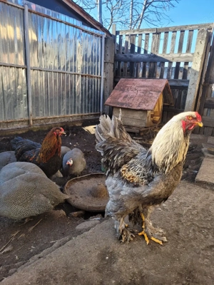 Vând cocoș Brahma albastru - imagine 2