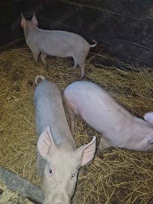 3 purcele marele alb