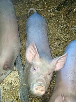 3 purcele marele alb - imagine 3