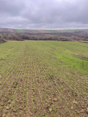 prestari servicii, semanat: lucerna,ovaz,grau