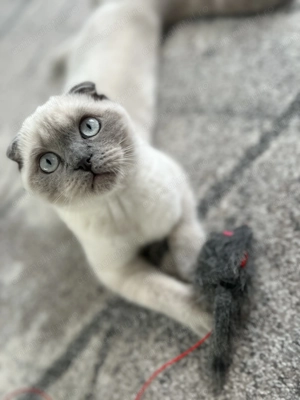 Scottish fold de vanzare 