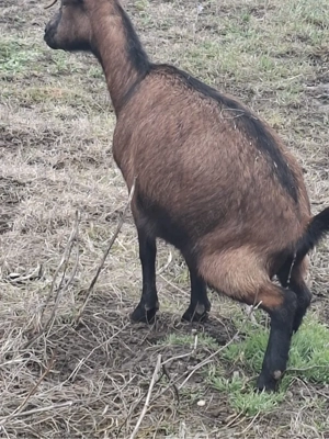 Vand capre alpine originale   - imagine 3