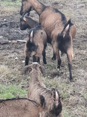 Vand capre alpine originale   - imagine 2