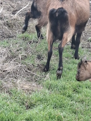 Vand capre alpine originale   - imagine 4