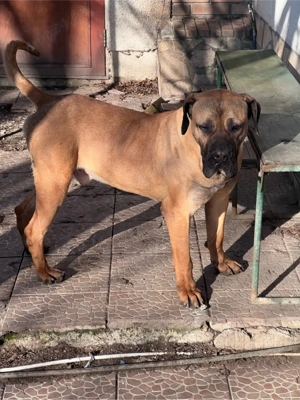 vand mascul presa canario