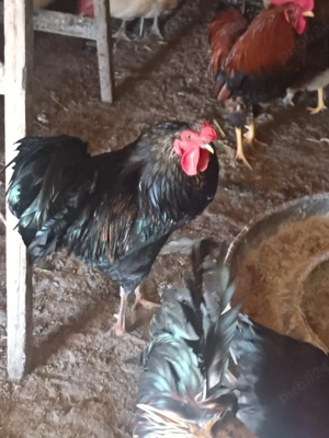 vând cocoși  - imagine 2