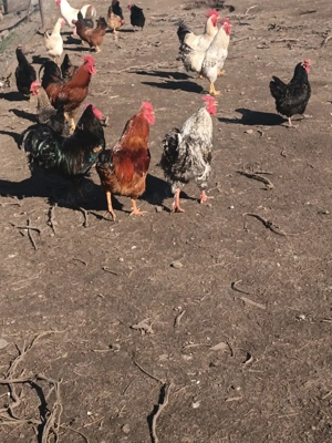 vând cocoși  - imagine 3