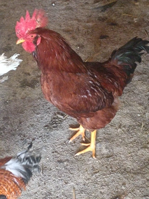 vând cocoși  - imagine 5