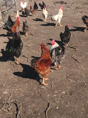 vând cocoși  - imagine 4