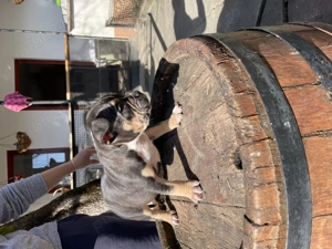American Bully (pocket) - imagine 4