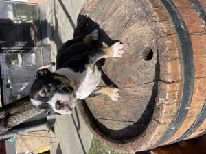 American Bully (pocket) - imagine 5