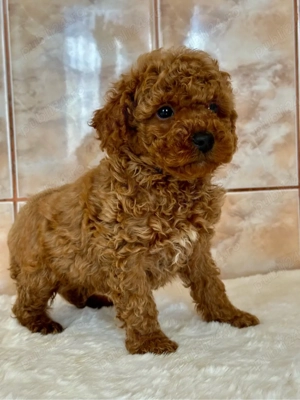 Băiețel pudel poodle