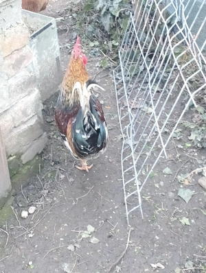 Cocos mijlociu - imagine 3