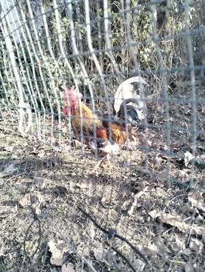 Cocos mijlociu - imagine 4