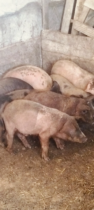 Șoldani de 3 luni ,foarte mâncăcioși 