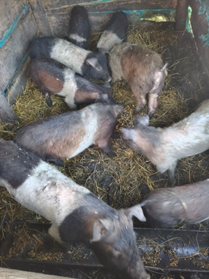 Porci de vânzare  - imagine 5