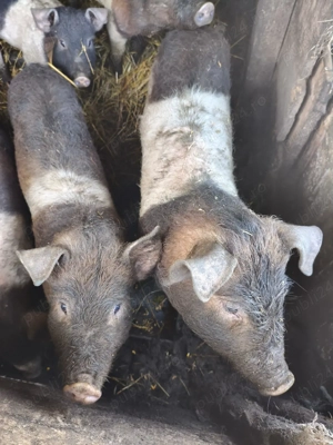 Porci de vânzare  - imagine 3