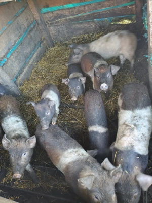 Porci de vânzare  - imagine 4