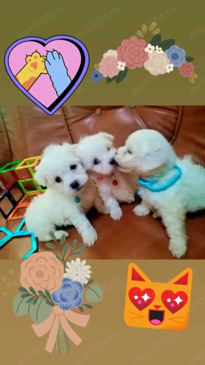 vanzare catei - imagine 2