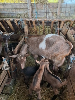 Capra cu iezi  - imagine 3