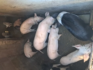 De vânzare  scrofițe 