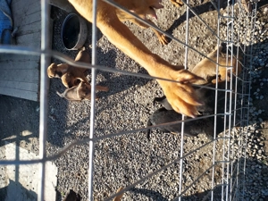 Catei spre adoptie - imagine 3