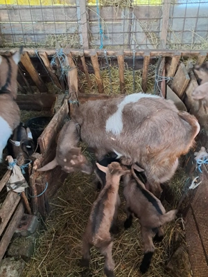 Capra cu iezi  - imagine 2