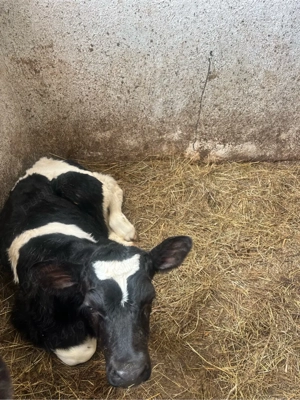 Vând 2 tăurasi  - imagine 5