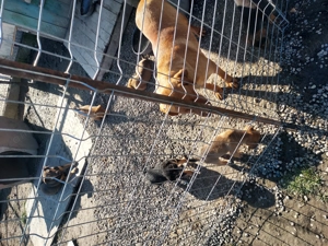 Catei spre adoptie - imagine 5